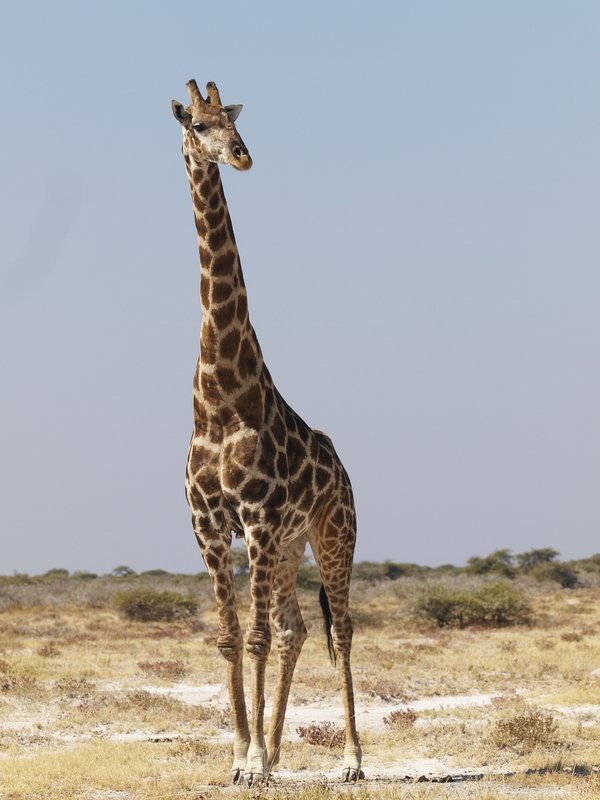 Etosha National Park, Giraffe